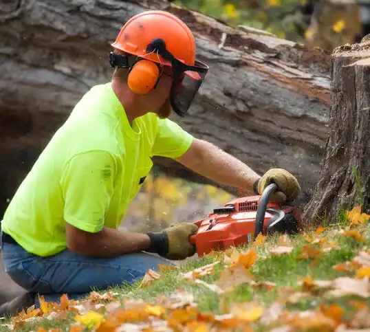 tree services Cape May